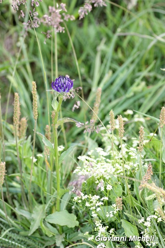 Phyteuma sp.